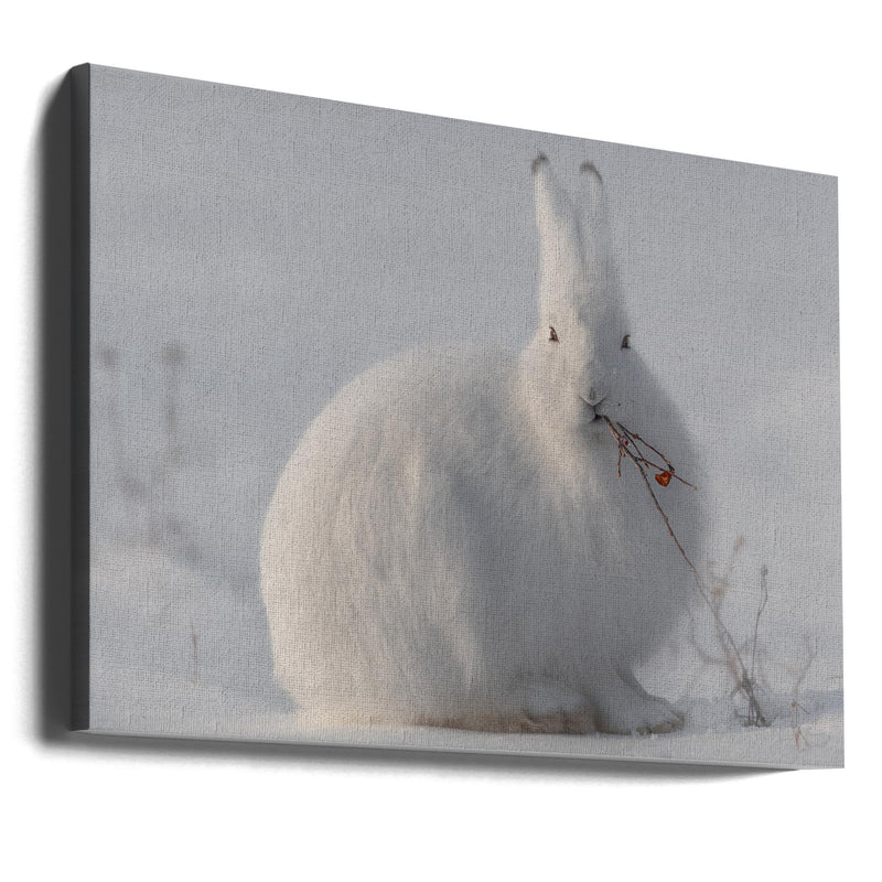 wild arctic hare - Stretched Canvas, Poster or Fine Art Print I Heart Wall Art