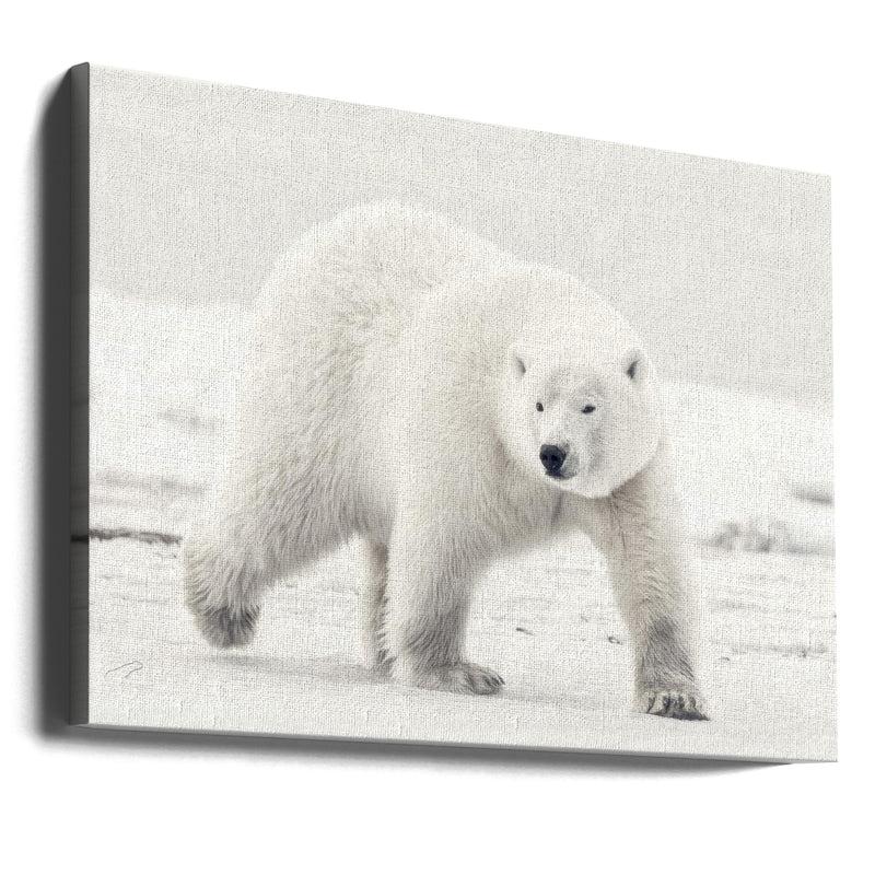 Alaskan king - Stretched Canvas, Poster or Fine Art Print I Heart Wall Art