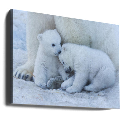 Polar bear cub - Stretched Canvas, Poster or Fine Art Print I Heart Wall Art