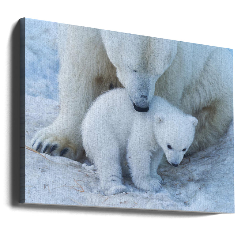 Polar bear portrait - Stretched Canvas, Poster or Fine Art Print I Heart Wall Art