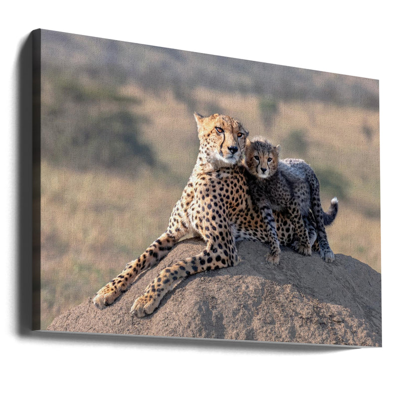 Cheetah and cup! - Stretched Canvas, Poster or Fine Art Print I Heart Wall Art