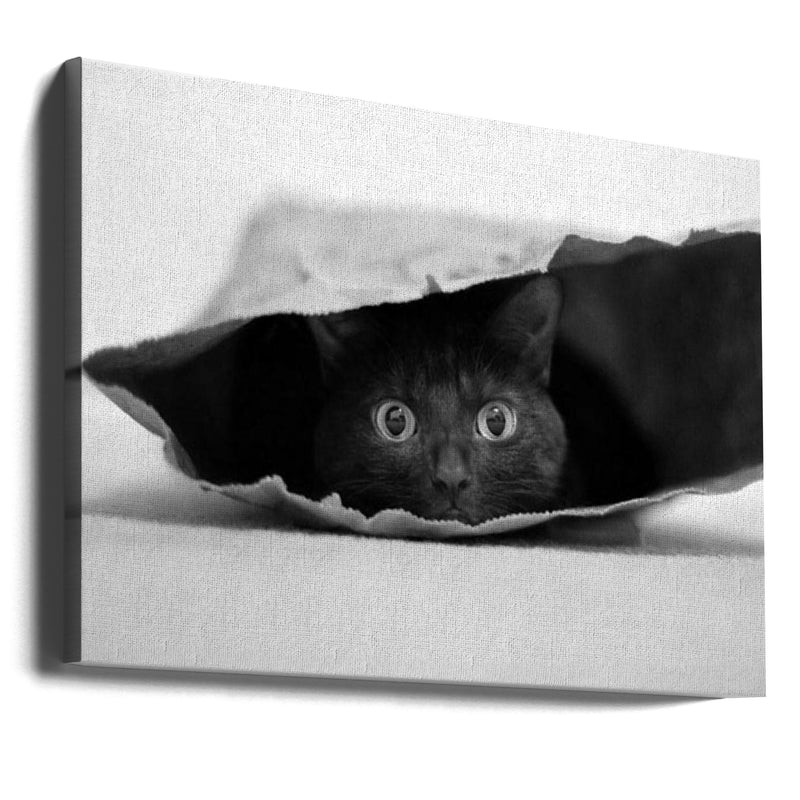 Cat in a bag - Stretched Canvas, Poster or Fine Art Print I Heart Wall Art