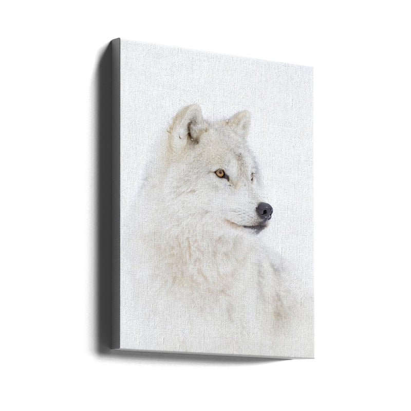 Portrait of an Arctic Wolf - Stretched Canvas, Poster or Fine Art Print I Heart Wall Art