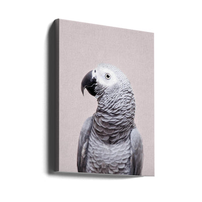 African Grey - Stretched Canvas, Poster or Fine Art Print I Heart Wall Art