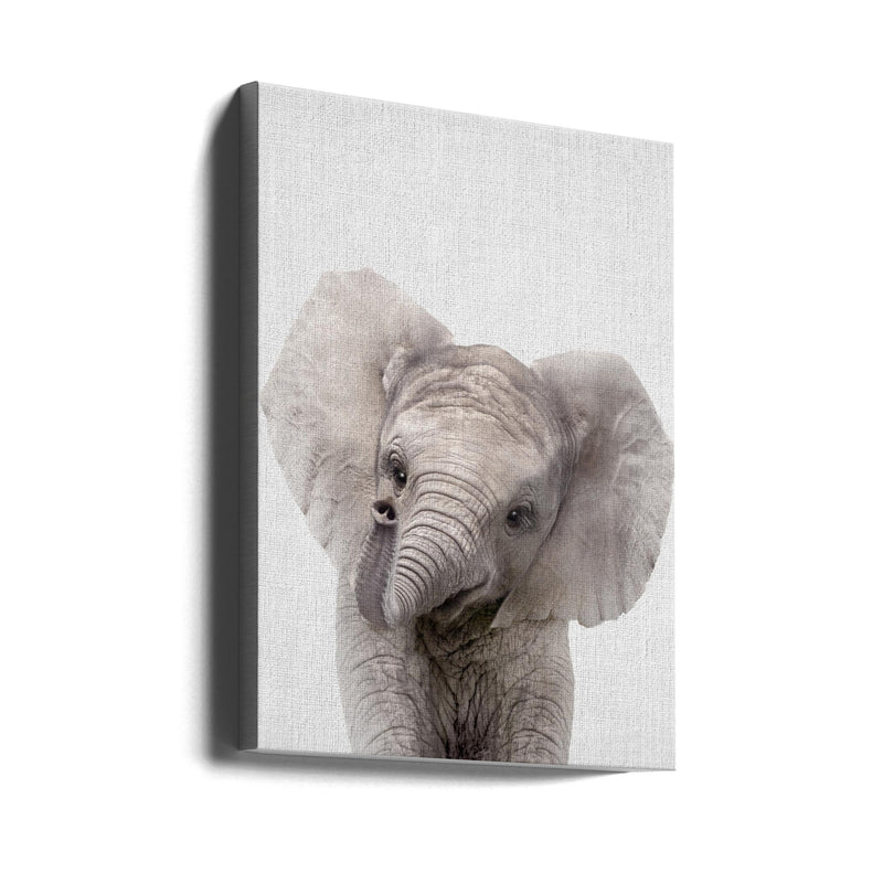 Peekaboo Baby Elephant - Stretched Canvas, Poster or Fine Art Print I Heart Wall Art