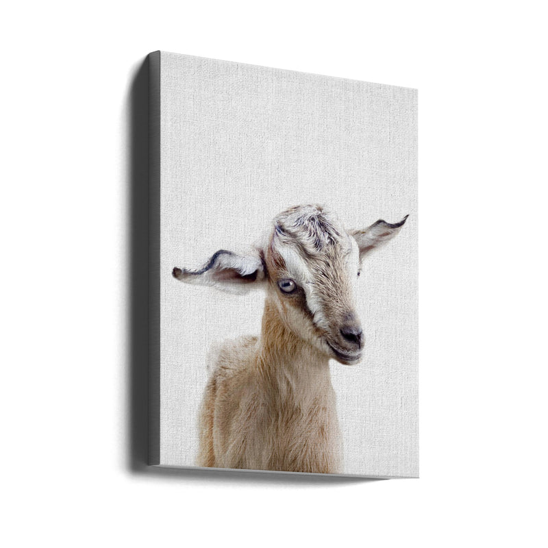 Peekaboo Baby Goat - Stretched Canvas, Poster or Fine Art Print I Heart Wall Art