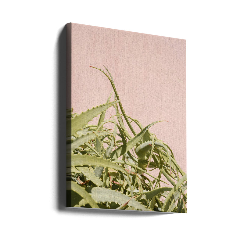 Cacti on Pink - Stretched Canvas, Poster or Fine Art Print I Heart Wall Art