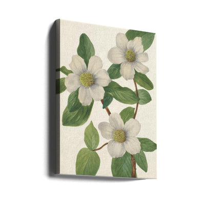 Pacific Dogwood - Stretched Canvas, Poster or Fine Art Print I Heart Wall Art