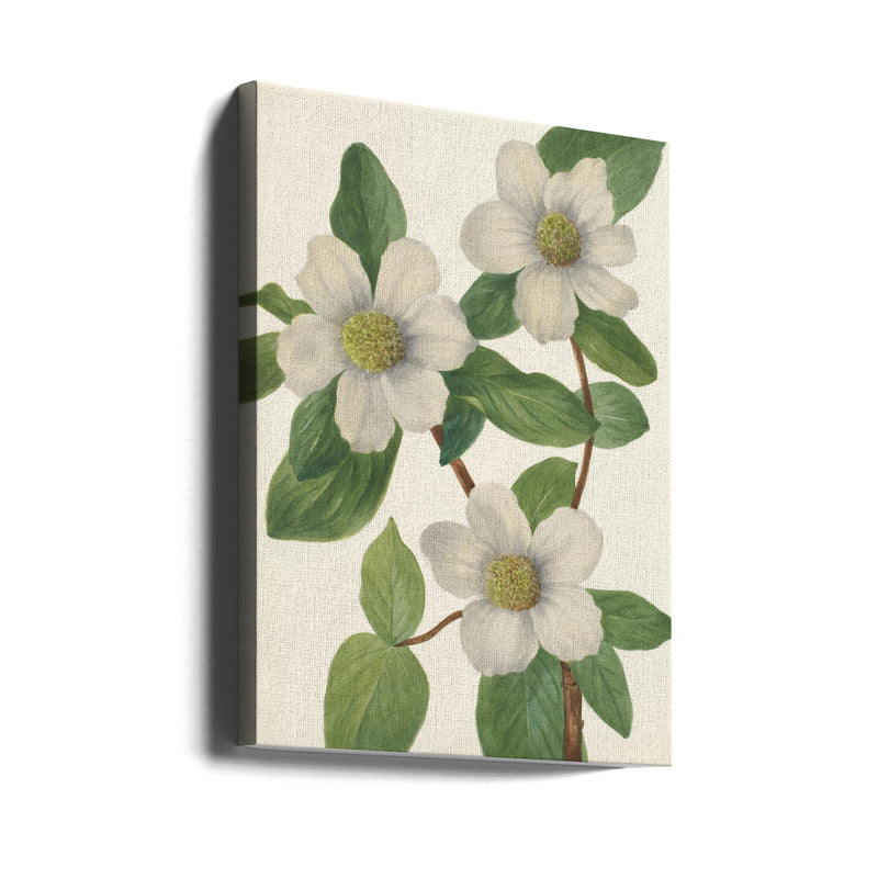 Pacific Dogwood - Stretched Canvas, Poster or Fine Art Print I Heart Wall Art