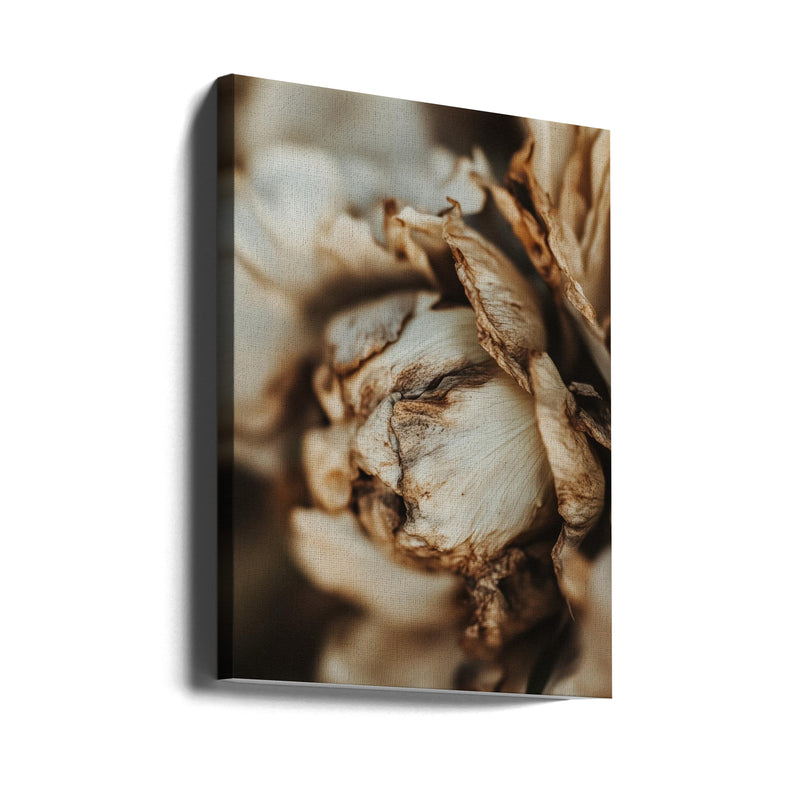 Dry peony - Stretched Canvas, Poster or Fine Art Print I Heart Wall Art