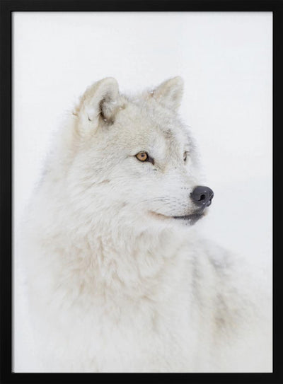 Portrait of an Arctic Wolf - Stretched Canvas, Poster or Fine Art Print I Heart Wall Art