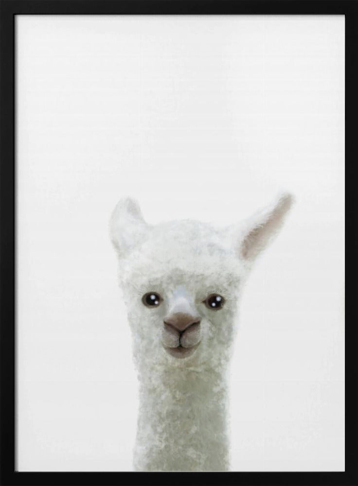 Llama - Stretched Canvas, Poster or Fine Art Print I Heart Wall Art