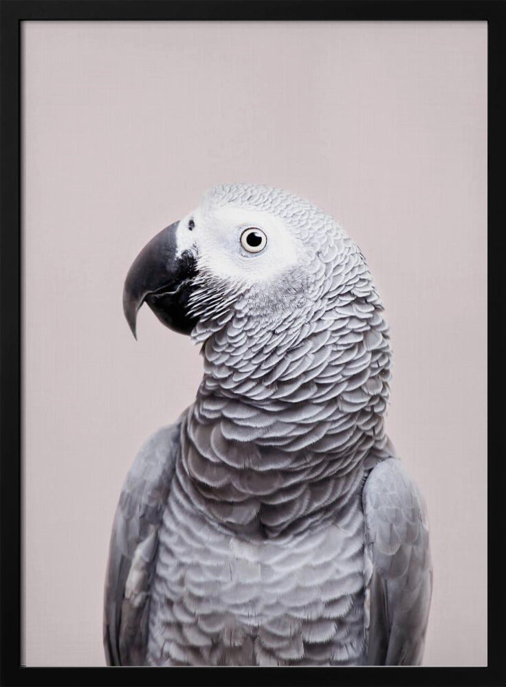 African Grey - Stretched Canvas, Poster or Fine Art Print I Heart Wall Art