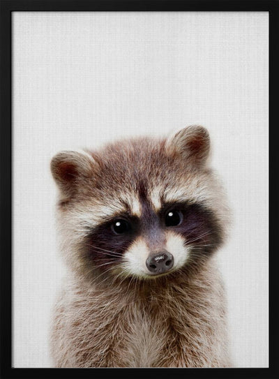 Peekaboo Raccoon - Stretched Canvas, Poster or Fine Art Print I Heart Wall Art