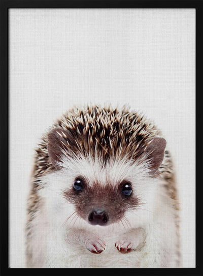 Peekaboo Hedgehog - Stretched Canvas, Poster or Fine Art Print I Heart Wall Art