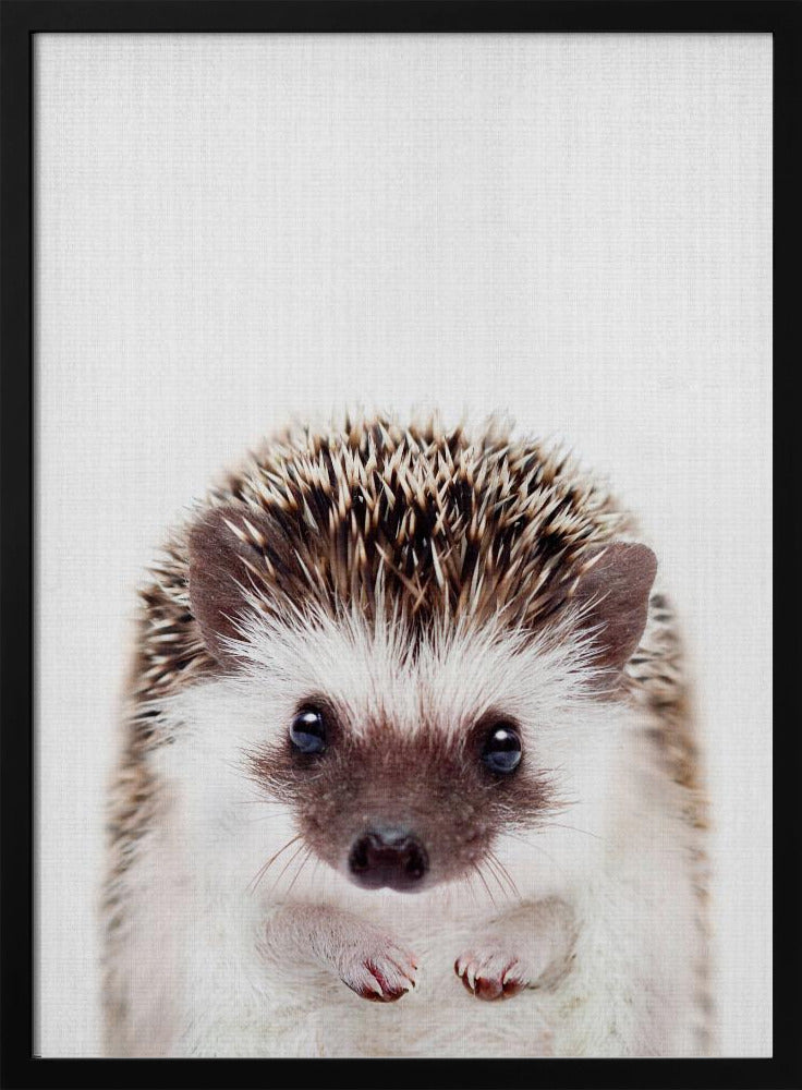 Peekaboo Hedgehog - Stretched Canvas, Poster or Fine Art Print I Heart Wall Art