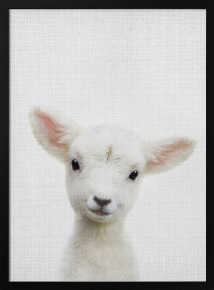 Peekaboo Baby Sheep - Stretched Canvas, Poster or Fine Art Print I Heart Wall Art