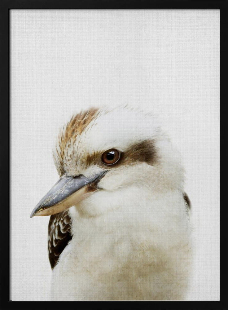 Peekaboo Kookaburra - Stretched Canvas, Poster or Fine Art Print I Heart Wall Art