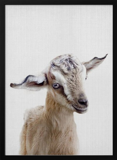 Peekaboo Baby Goat - Stretched Canvas, Poster or Fine Art Print I Heart Wall Art