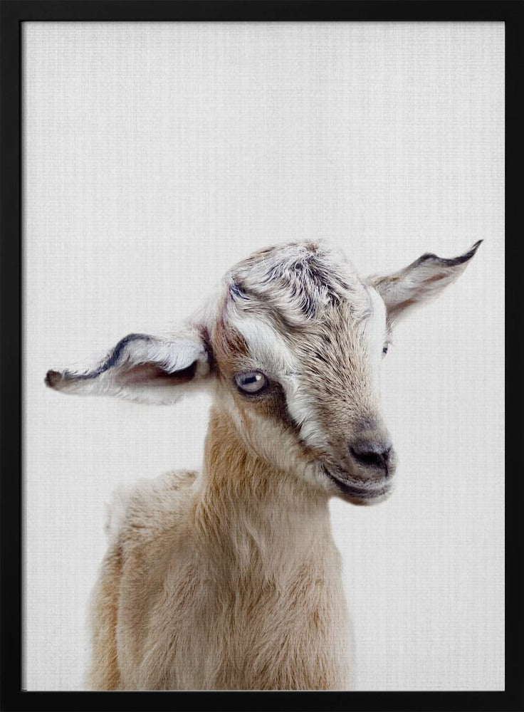 Peekaboo Baby Goat - Stretched Canvas, Poster or Fine Art Print I Heart Wall Art