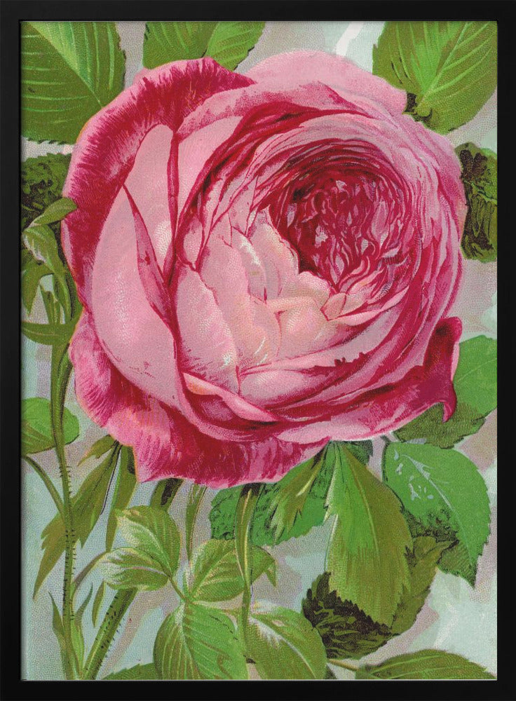 Pink Rose, Mrs John Laing Lithograph - Stretched Canvas, Poster or Fine Art Print I Heart Wall Art