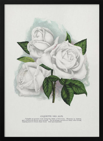 White Rose, Coquette Des Alps Lithograph - Stretched Canvas, Poster or Fine Art Print I Heart Wall Art