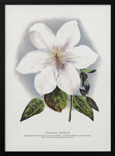 Clematis Flower Lithograph - Stretched Canvas, Poster or Fine Art Print I Heart Wall Art