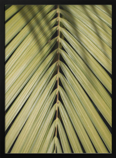 Tropical Leaf - Stretched Canvas, Poster or Fine Art Print I Heart Wall Art