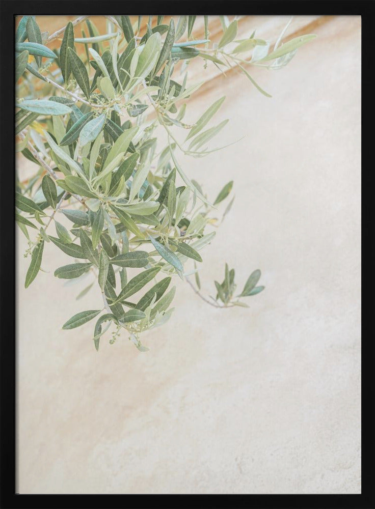 Olive Tree Leaves - Stretched Canvas, Poster or Fine Art Print I Heart Wall Art