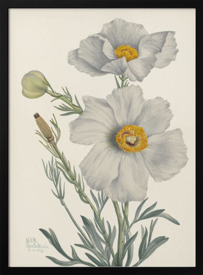 Matilija Poppy - Stretched Canvas, Poster or Fine Art Print I Heart Wall Art