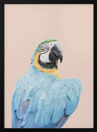 Blue Macaw - Stretched Canvas, Poster or Fine Art Print I Heart Wall Art