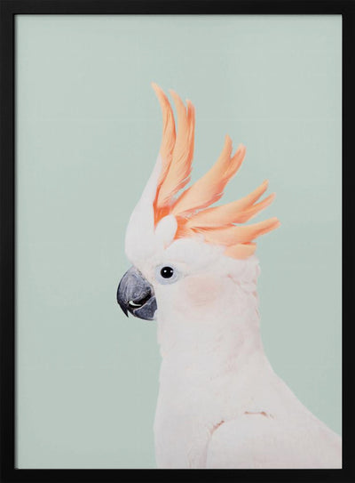 Cockatoo on Mint - Stretched Canvas, Poster or Fine Art Print I Heart Wall Art