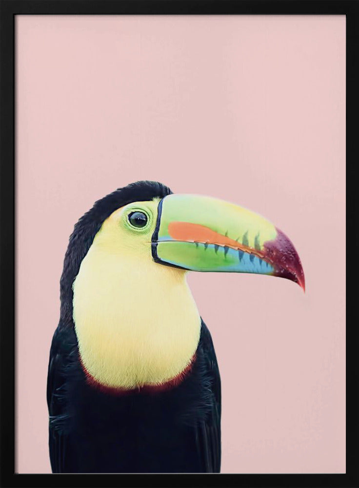 Toucan on Pink - Stretched Canvas, Poster or Fine Art Print I Heart Wall Art