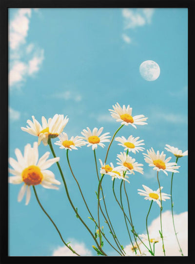 Magical Daisies - Stretched Canvas, Poster or Fine Art Print I Heart Wall Art