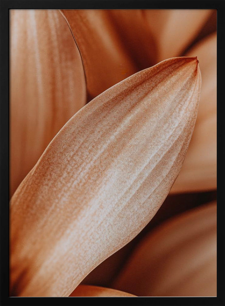 Leafdetail - Stretched Canvas, Poster or Fine Art Print I Heart Wall Art