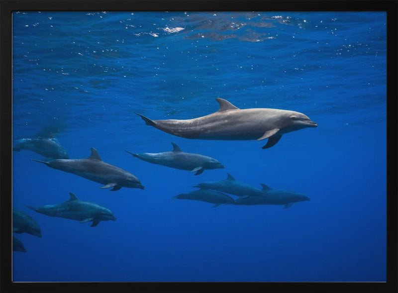 Dolphins - Stretched Canvas, Poster or Fine Art Print I Heart Wall Art