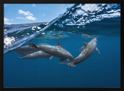 Dolphins - Stretched Canvas, Poster or Fine Art Print I Heart Wall Art