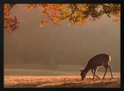 First Autumn - Stretched Canvas, Poster or Fine Art Print I Heart Wall Art