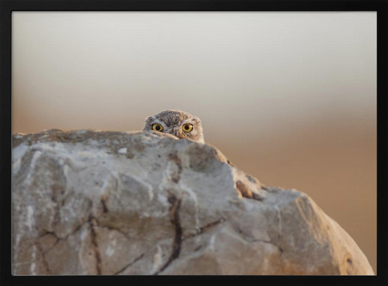 little owl - Stretched Canvas, Poster or Fine Art Print I Heart Wall Art