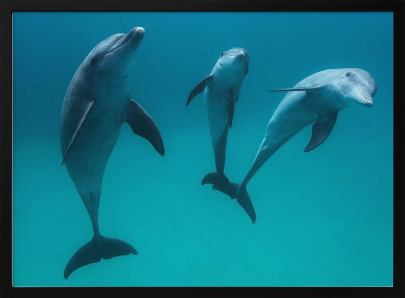 Bottlenose dolphins - Stretched Canvas, Poster or Fine Art Print I Heart Wall Art