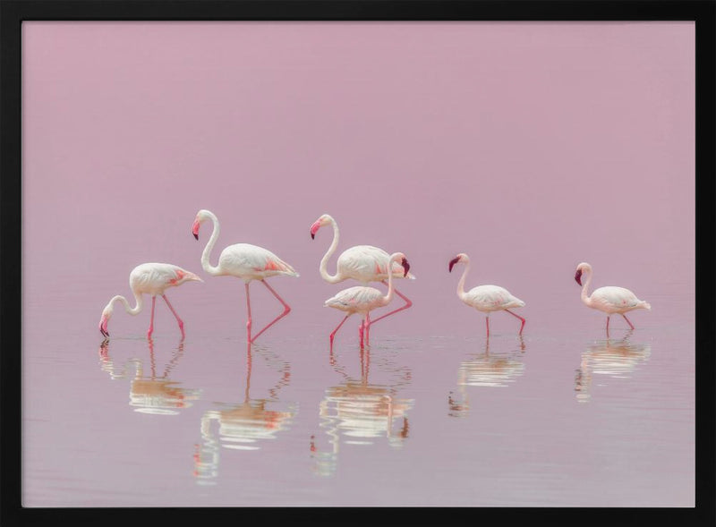 Flamingos - Stretched Canvas, Poster or Fine Art Print I Heart Wall Art