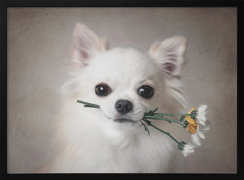 Chihuahua with flowers - Stretched Canvas, Poster or Fine Art Print I Heart Wall Art