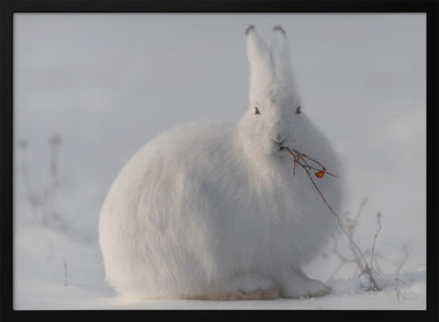 wild arctic hare - Stretched Canvas, Poster or Fine Art Print I Heart Wall Art