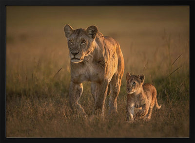 Mom lioness with cub - Stretched Canvas, Poster or Fine Art Print I Heart Wall Art