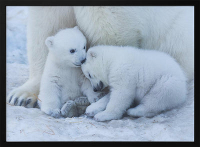 Polar bear cub - Stretched Canvas, Poster or Fine Art Print I Heart Wall Art