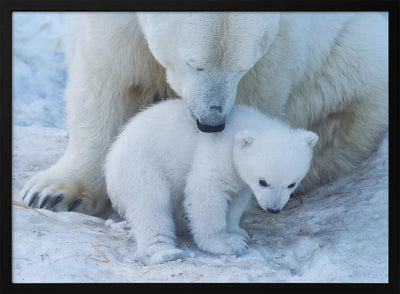 Polar bear portrait - Stretched Canvas, Poster or Fine Art Print I Heart Wall Art