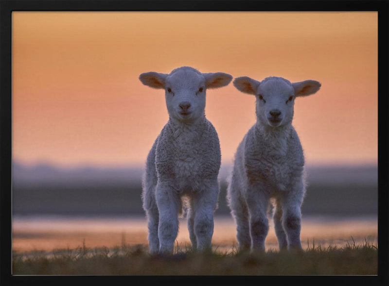 Lamb Twins - Stretched Canvas, Poster or Fine Art Print I Heart Wall Art