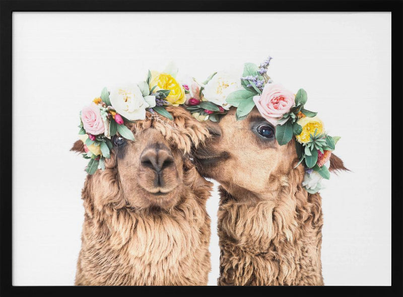 Boho Alpacas - Stretched Canvas, Poster or Fine Art Print I Heart Wall Art