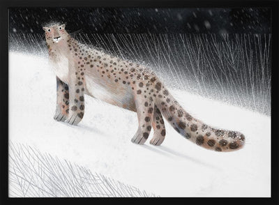 Snow Leopard - Stretched Canvas, Poster or Fine Art Print I Heart Wall Art