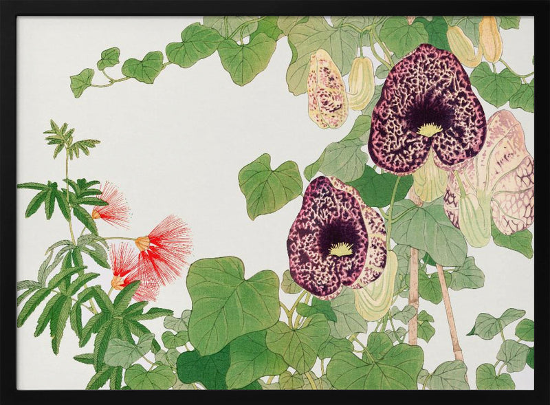 Albizia & Aristolochia Flower No.2 - Stretched Canvas, Poster or Fine Art Print I Heart Wall Art